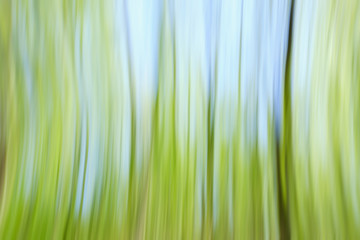 Obraz premium World environment green tree day concept. Abstract blurred trees texture sunset background