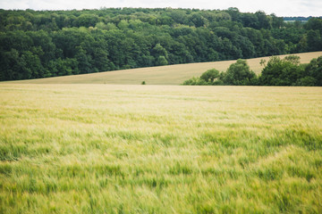 Fototapeta na wymiar green wheat farming