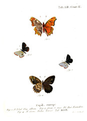 Fototapeta na wymiar Illustration of butterflies
