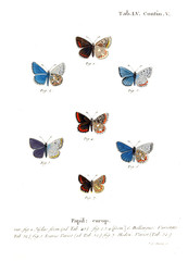 Illustration of butterflies