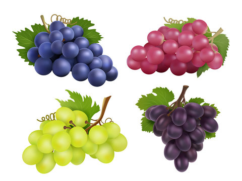 Realistic grapes. Vector set of various grape variety