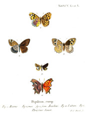 Plakat Illustration of butterflies