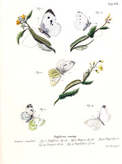 Illustration of butterflies