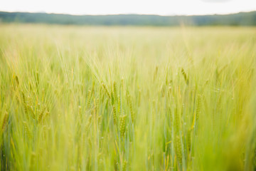 green wheat farming
