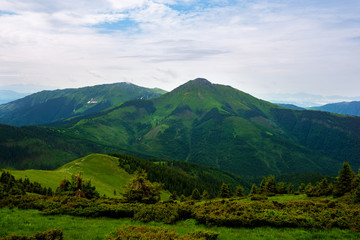 Green mountain covered with lush grass and coniferous forest