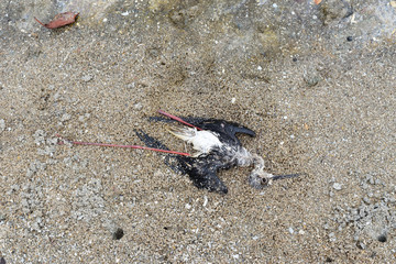 Black-winged Stilt , The body of dead bird on sand
