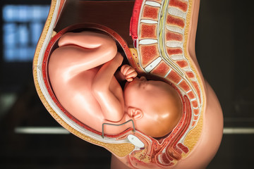 Ninth month pregnancy pelvis anatomy model