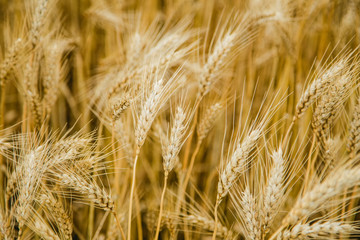 Wheat Field On the farm, ears of barley