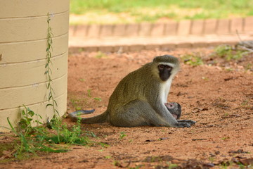 Obraz premium Grünmeerkatze