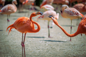 Two Caribbean Flamingos in fight