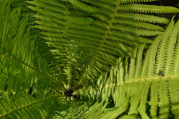 green fern leaves under the sun