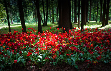 Red tulips planted in an old park on a background of forest
