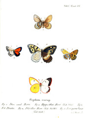 Illustration of butterflies