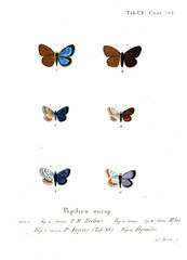 Illustration of butterflies