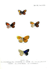 Illustration of butterflies