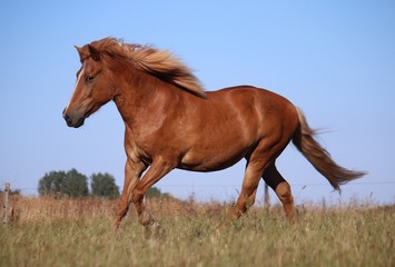beautiful brown island horse is running on a paddock in the sunshine