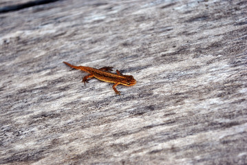 The pygmy salamander (Desmognathus wright) on gray wooden soft blurry background