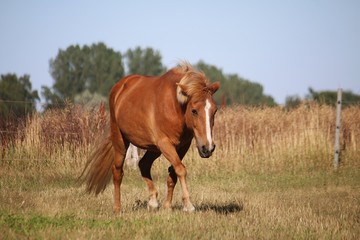 beautiful brown island horse is walking on the paddock