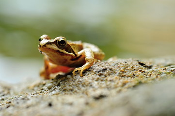Small brown frog