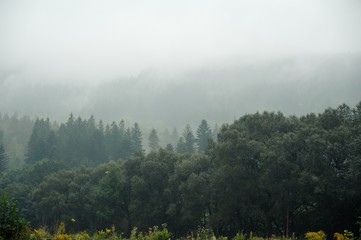 Landscape in the mist