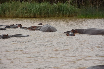 Fototapeta premium Flusspferde