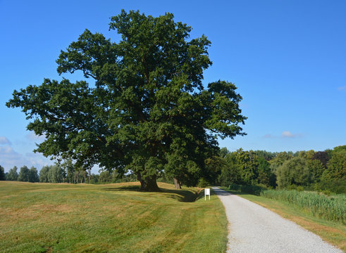 Le chemin