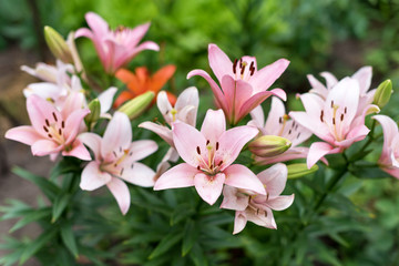 Beautiful Lily flower on green leaves background. Lilium longiflorum flowers in the garden.