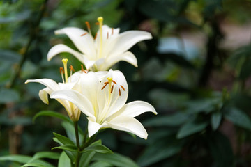 Fototapeta premium Beautiful Lily flower on green leaves background. Lilium longiflorum flowers in the garden.
