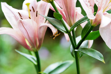 Beautiful Lily flowers on green leaves background. Wasp sits on the flower. Lilium longiflorum flowers in the garden.