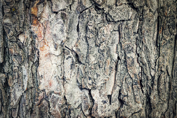 bark, wooden, vintage, background, brown, natural, nature, old, pattern, plant, rough, texture, tree, abstract