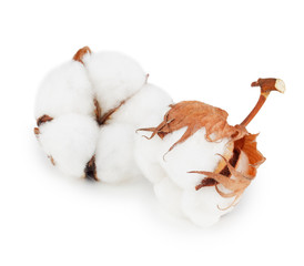 Cotton plant flowers isolated on white background