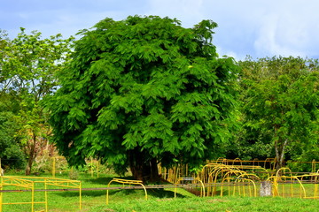 Baum in Costa rica