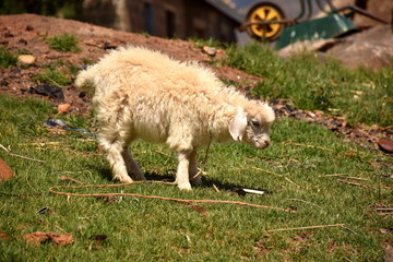 Schaf in Lesotho