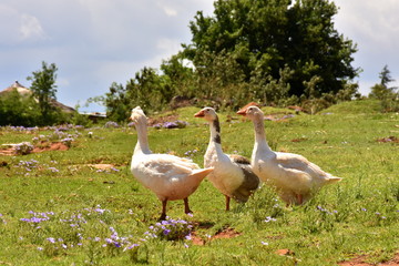 Gänse in Lesotho