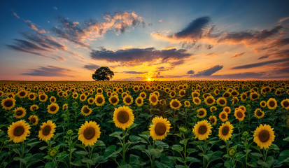 Field of blooming sunflowers and tree on a background sunset - obrazy, fototapety, plakaty