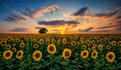 Poster Im Rahmen Feld der blühenden Sonnenblumen und des Baums auf einem Hintergrundsonnenuntergang © ValentinValkov