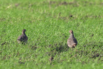 Perdix perdix. Female and male grey partridge in Siberia