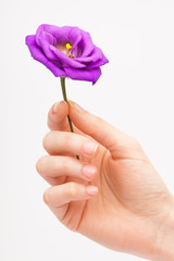 Photo holding a flower in his hand on a white background close-up