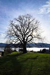 Landschaft in Zollikon im Kanton Zürich in der schweiz in der nähe von Epilepsie Krankenhaus im...