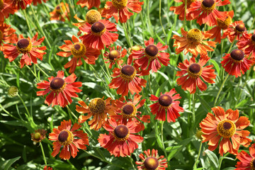 Echinacea rouge au printemps