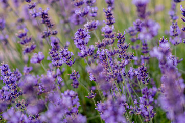 Naklejka premium Purple lavender flowers on meadow