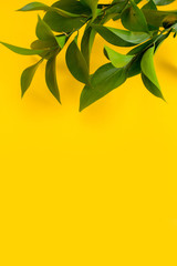 Fototapeta na wymiar green branch on a yellow background 