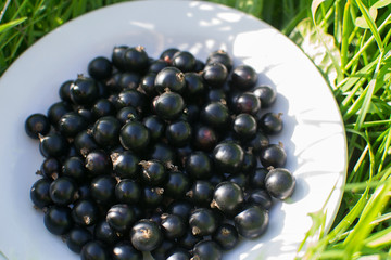 Black currant on a plate in the grass in the summer.