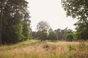 Wahner Heide