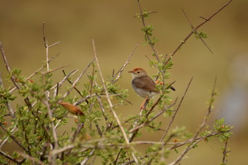 Kleiner Vogel in Südafrika