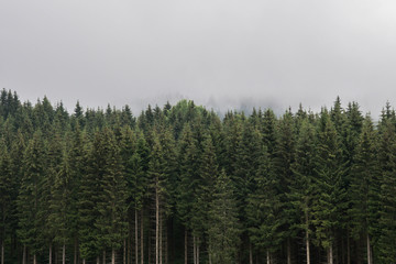 Coniferous forest. Firs, larches. Fog and low clouds. Nostalgic look. Styria mountains, Austria
