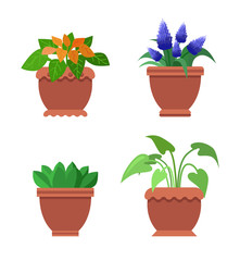 Pseuderanthemum and Muscari Vector Illustration