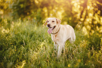 Active, smile and happy purebred labrador retriever dog outdoors in grass park on sunny summer day.