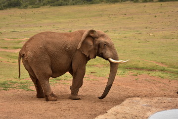 Fototapeta premium Elefant