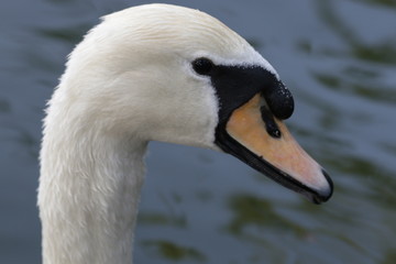 Close up Tundra Swan